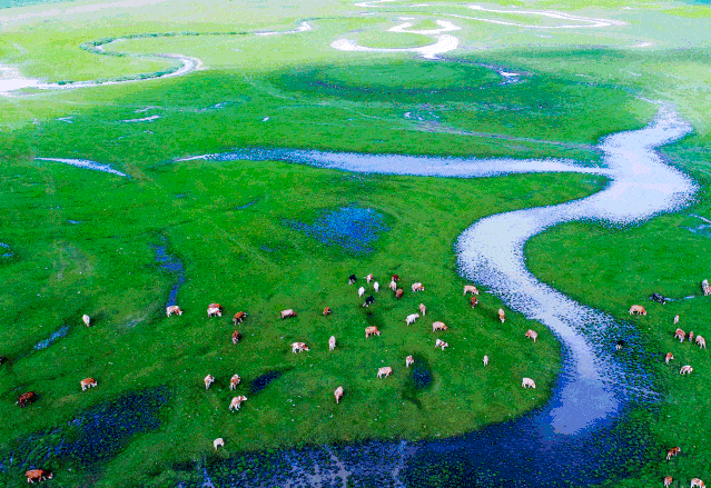 美丽中国 • 内蒙古自治区篇丨环保清风吹绿草原-图片7